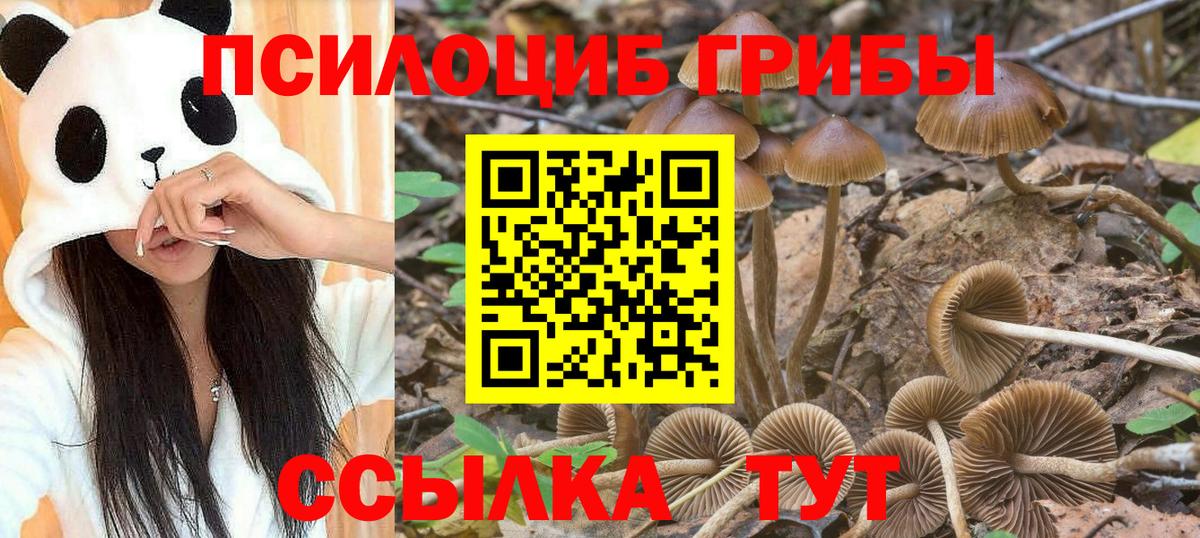 Псилоцибиновые грибы прущие грибы  Псилоцибиновые грибы Psilocybe  Норильск  где продают наркотики  Вход с VPN 